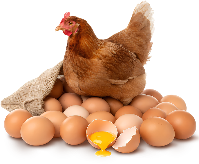 Farm-Fresh Eggs (Truélay)